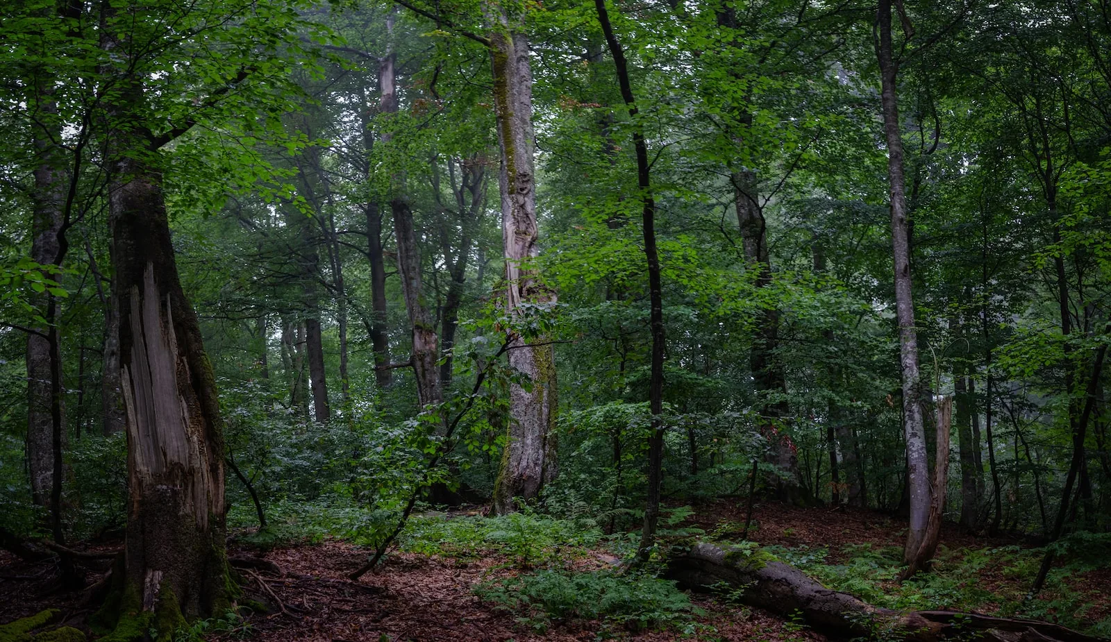 le bois de hêtre