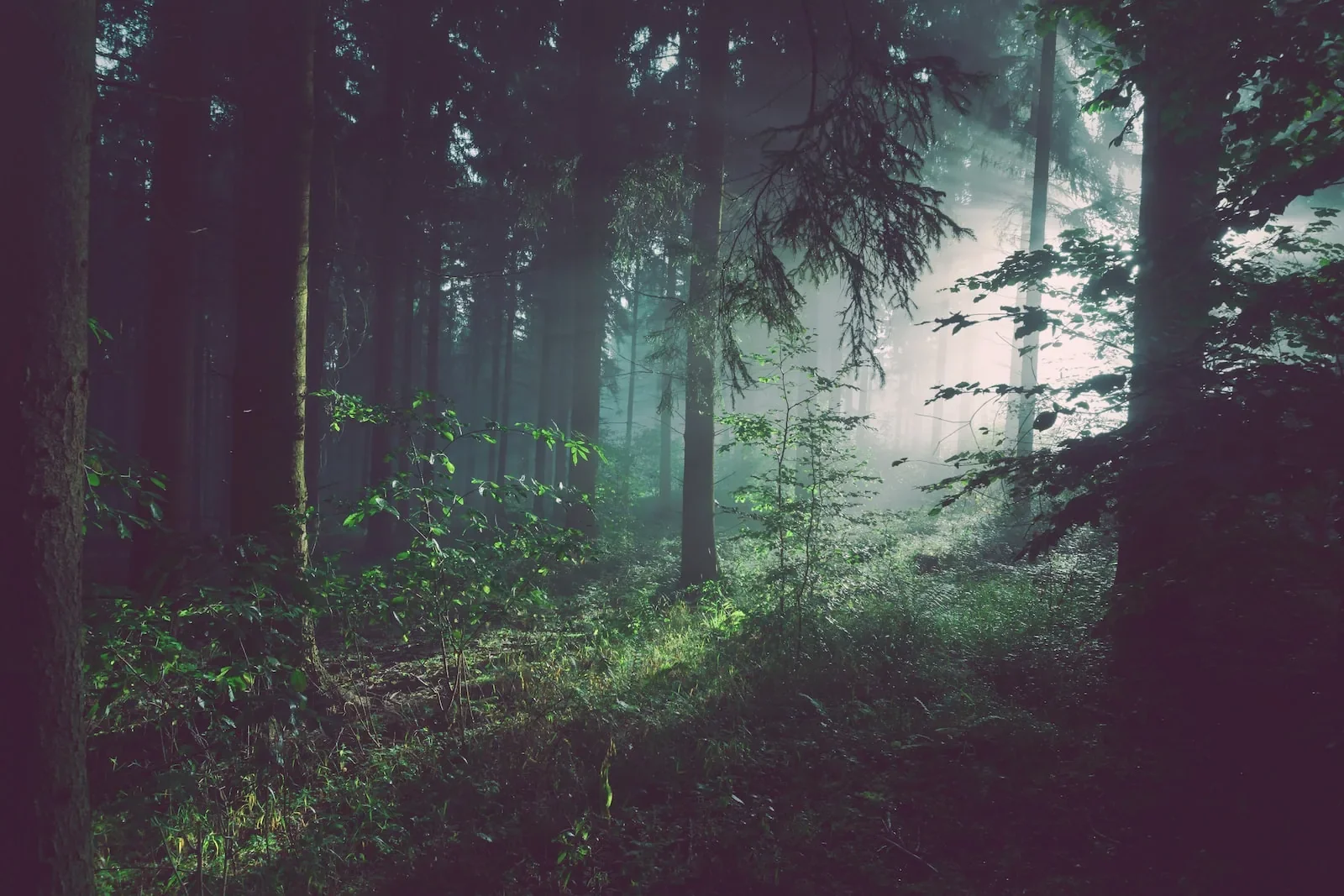 essences de bois en france